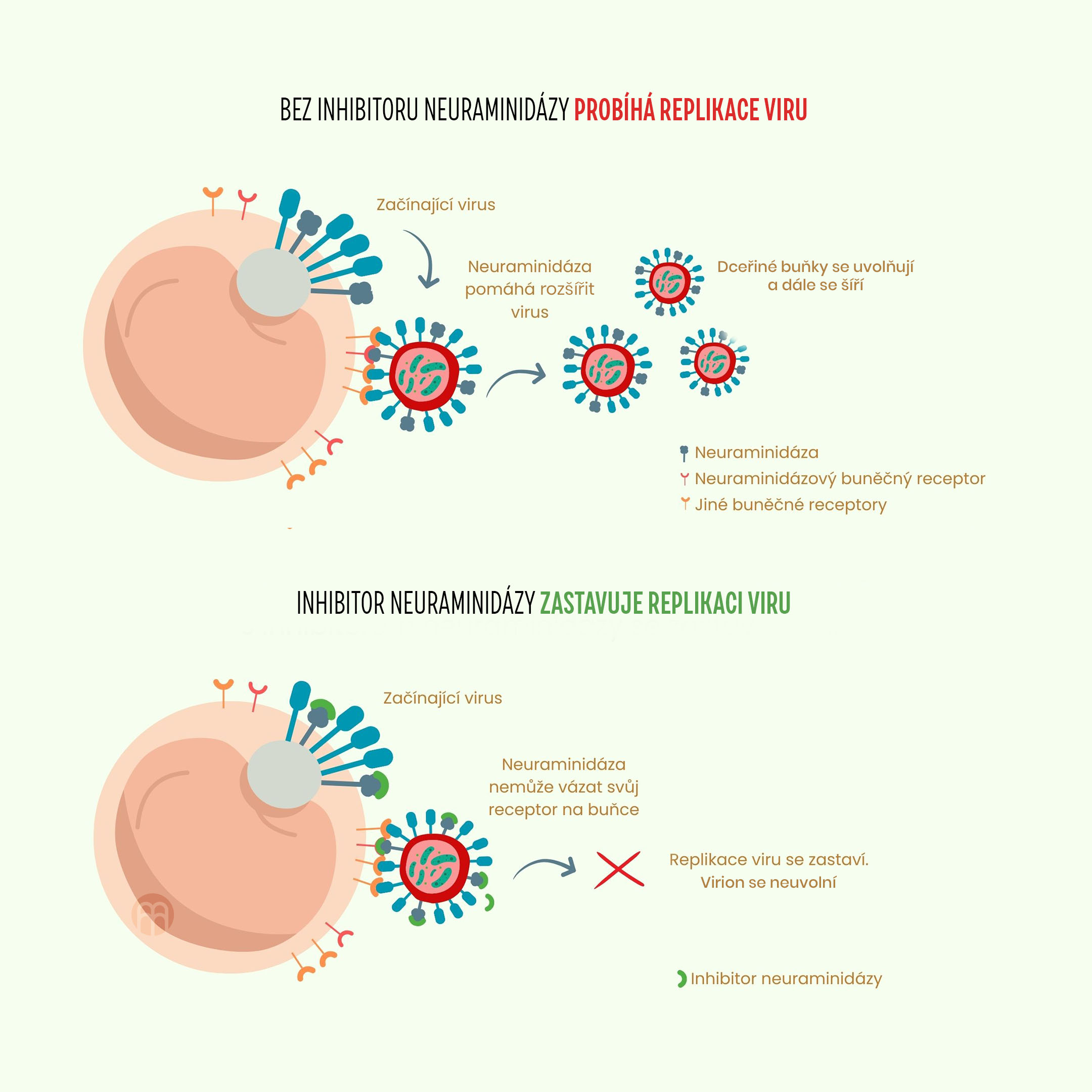 Infografika produktu wzmacniającego odporność 3